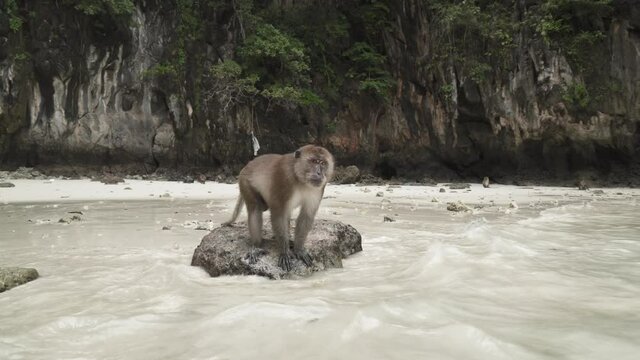 Portrait monkey walking to sit  on reef rock against by water sea on the sand beach, Monkey island in Southern of Thailand, Phi Phi Island