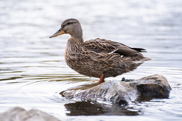 duck on the lake sitting on a stone