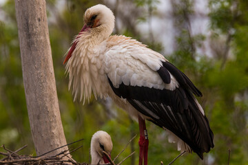 Storks in spring in Aiguamolls De L'Emporda Nature Reserve, Spain