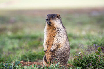 Wild marmot in its natural environment of mountains in summer sunny weather.