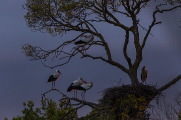 Storks in spring in Aiguamolls De L'Emporda Nature Reserve, Spain