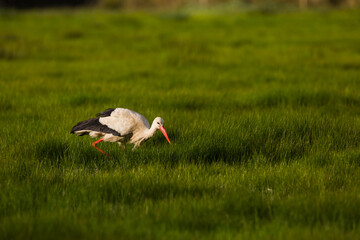 Storks in spring in Aiguamolls De L'Emporda Nature Reserve, Spain