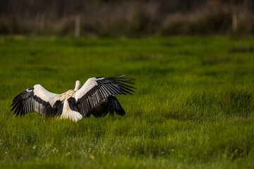 Storks in spring in Aiguamolls De L'Emporda Nature Reserve, Spain