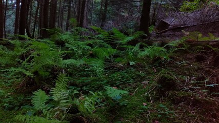 morning in the woods