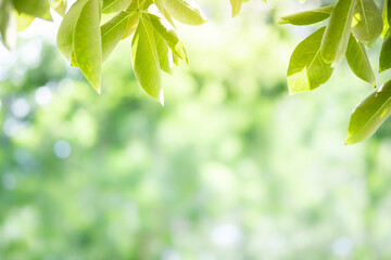 Fototapeta premium Concept nature view of green leaf on blurred greenery background in garden and sunlight with copy space using as background natural green plants landscape, ecology, fresh wallpaper concept.