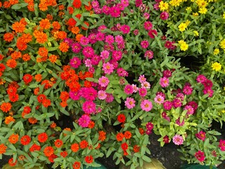 Colorful flowers field in the park. Flower Garden market wallpaper. 