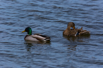 Mallard in spring in Aiguamolls De L'Emporda Nature Reserve, Spain