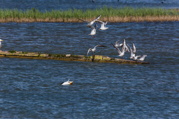Seagull in spring in Aiguamolls De L'Emporda Nature Reserve, Spain
