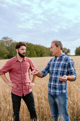Two farmers stand in a wheat field .Agronomists discuss harvest and crops among ears of wheat
