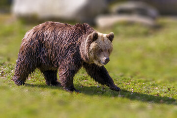 Obraz na płótnie Canvas Big Brown bear at nature meadow