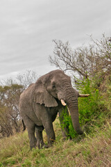 Elephant, Loxodonta africana, Kruger National Park, South Africa, Africa