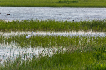 Great egret in Aiguamolls De L'Emporda Nature Reserve, Spain