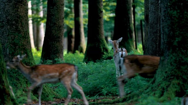 wild animals, wild deer in the forest in nature 