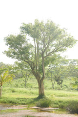 Fototapeta premium Tree in morning