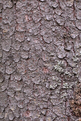 texture close-up of pine bark