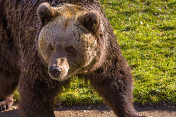 Big Brown bear at nature meadow