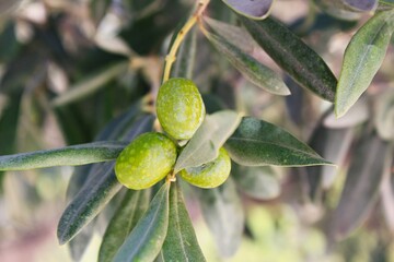 Olives on olive tree branch in Athens, Greece.