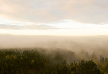 Aerial view foggy forest. Top drone view of fog forest in the morning forest. Wild mist nature background texture. Scenic misty woodland with fog