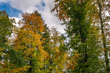 beautiful autumn hike in the colorful forest near wilhelmsdorf