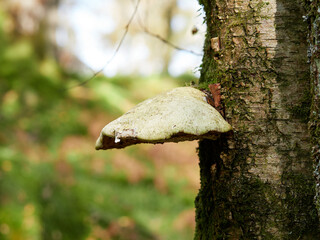 A large white bracket fungus growing on a birch tree
