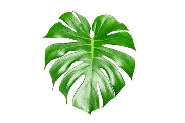 Monstera leaves isolated on white background with clipping path