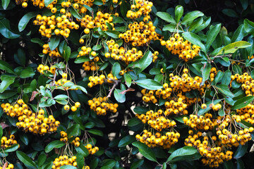 a lot of yellow round pyracantha berries on a branch with green leaves in autumn . nature in autumn