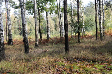 Złota Polska jesień