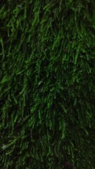 green moss in the forest
