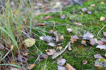 Złota Polska jesień © marriaci_photo