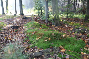 Jesienny las w promieniach słońca © marriaci_photo