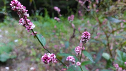 pink and white flowers