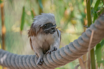 Portrait of funny and colorful Geoffroy marmoset monkey from Brazil Amazonian jungles, adult, male.