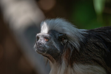 Portrait of funny and colorful Geoffroy marmoset monkey from Brazil Amazonian jungles, adult, male.