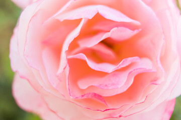 Fototapeta na wymiar Close up sur une rose - Arrière plan floral romantique