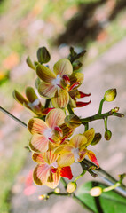 Yellow Orchids flowers