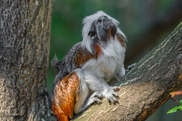 Portrait of funny and colorful Geoffroy marmoset monkey from Brazil Amazonian jungles, adult, male.