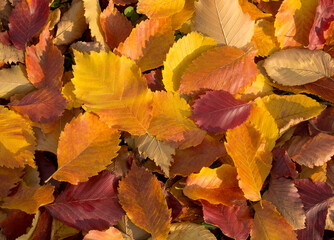 background of fallen autumn leaves