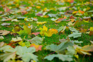 Colorful brightly colored autumn leaves on the grass