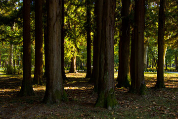 Old big trees forest in the park, Botanic garden in Georgia