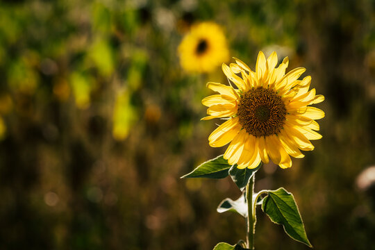Magnifique tournesol dans un champ avec la lumi&egrave;re du soleil