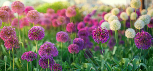 Allium, purple circular flowers on a green background. Selective focus, blurred background - obrazy, fototapety, plakaty