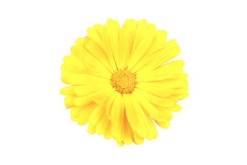Marigold flowers. A flower of calendula isolated on a white background. Yellow flower of calendula