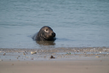 Fototapeta premium One Grey Seal, Halichoerus grypus. Swimming in the sea with head above water