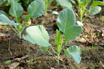 bunch the small ripe green cabbage plant seedlings in the garden.