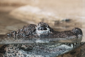 ワニの顔のアップ