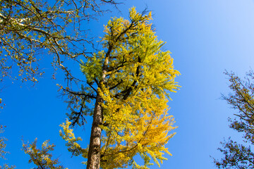 Autumn Gingko Biloba tree, autumn yellow ginkgo leaves