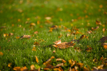 Colorful brightly colored autumn leaves on the grass