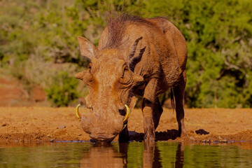 Fototapeta premium Warthog drinking from a waterhole in Zimanga Game Reserve near Mkuze in South Africa