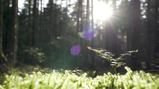 Plante en contre jour