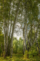Birches in the park on a clear day